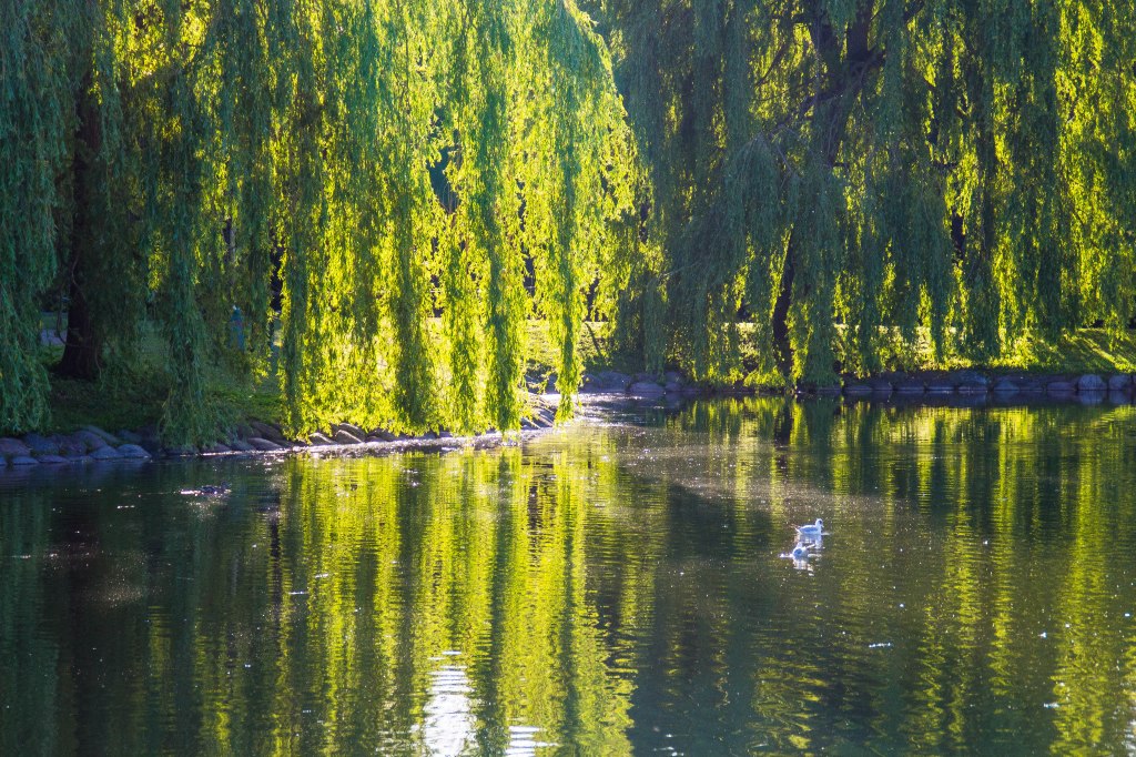 Solstråler over vann
