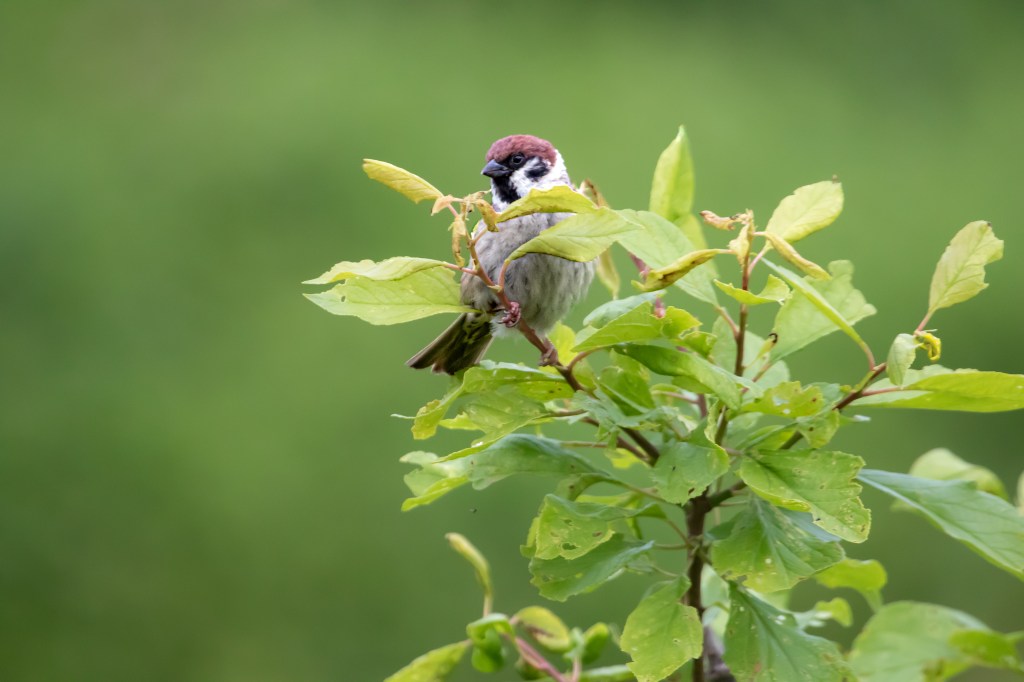 Tree sparrow - pilfink