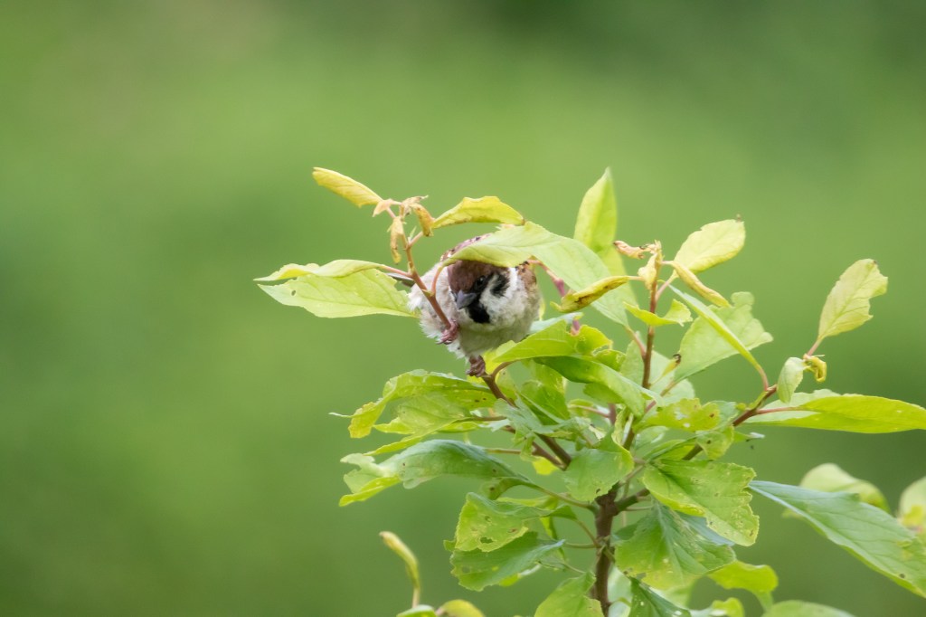 Tree sparrow - pilfink