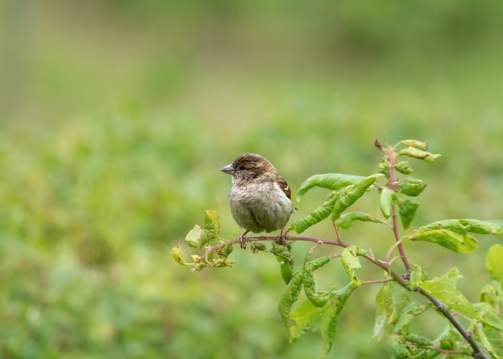 House parrow - gråspurv