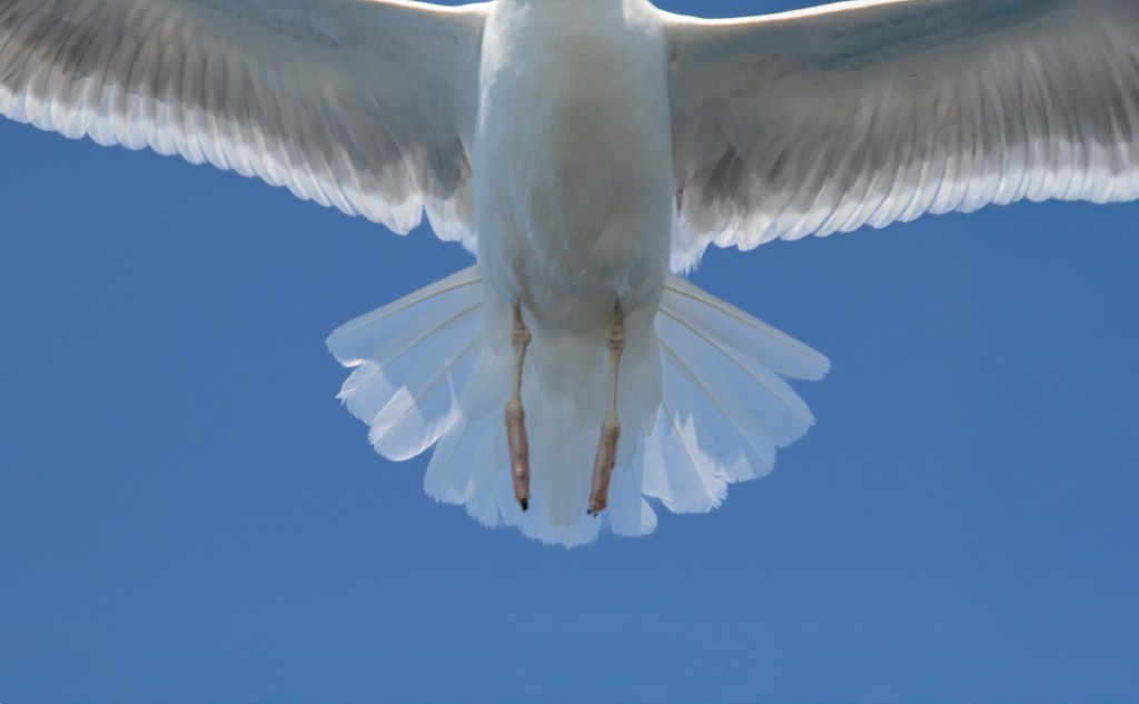 Seagull - måke