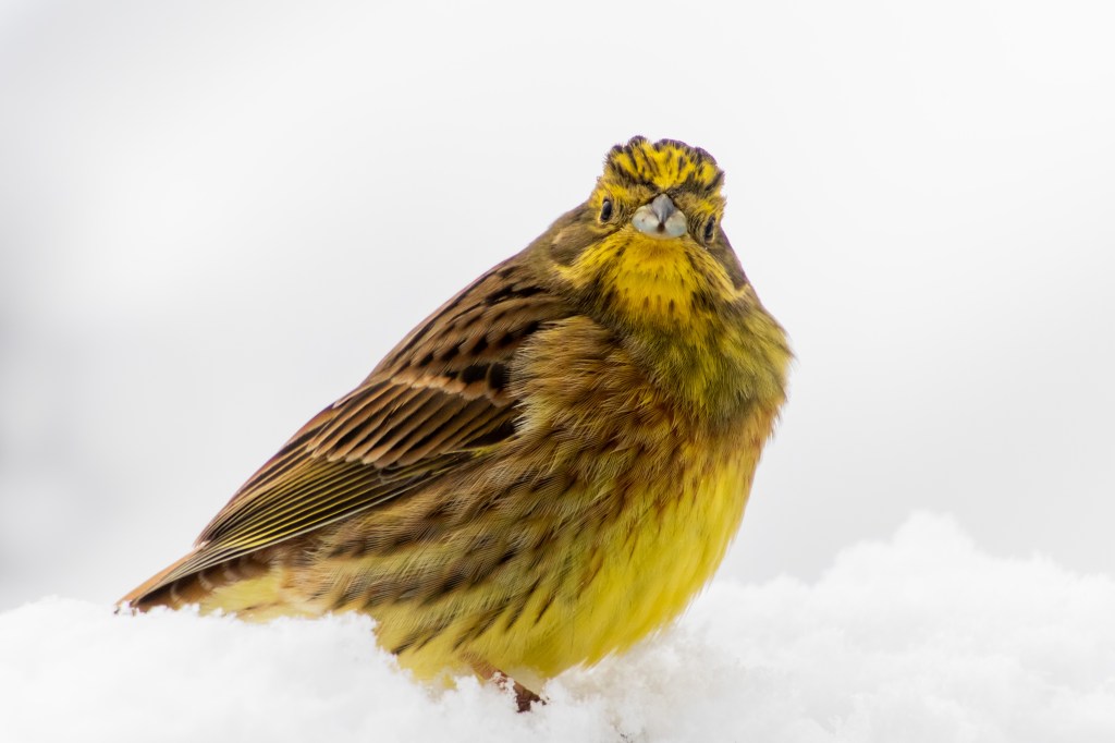 Yellowhammer - gulspurv