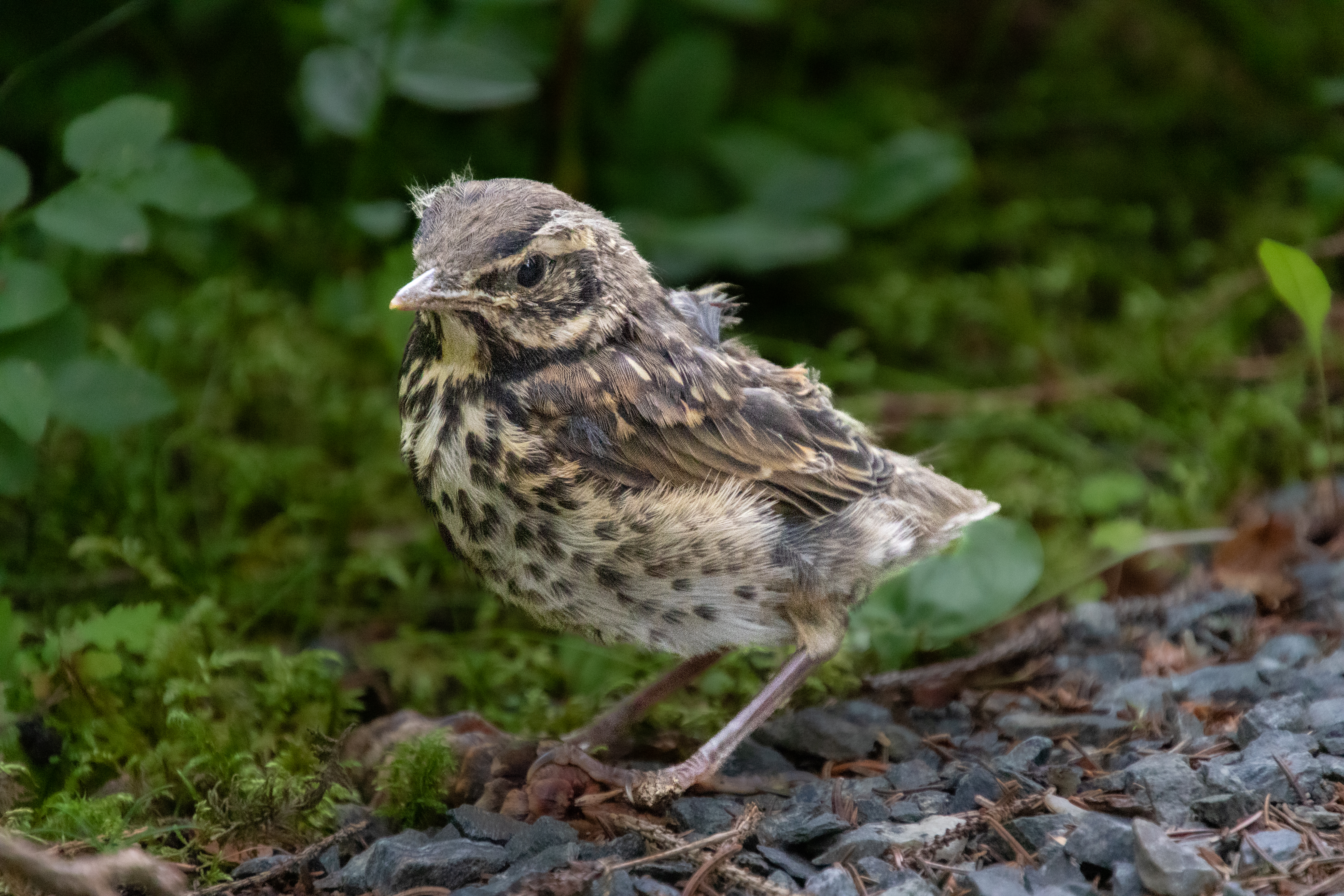 Song lark - sanglerke