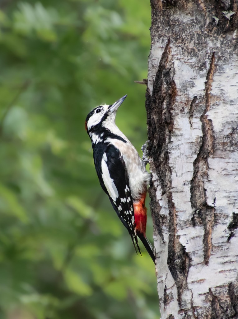 Woodpecker - flaggspett