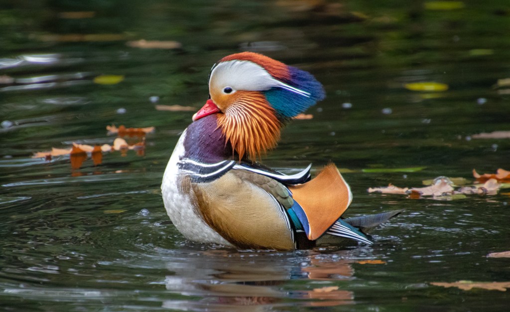 Mandarin duck - Mandarin and