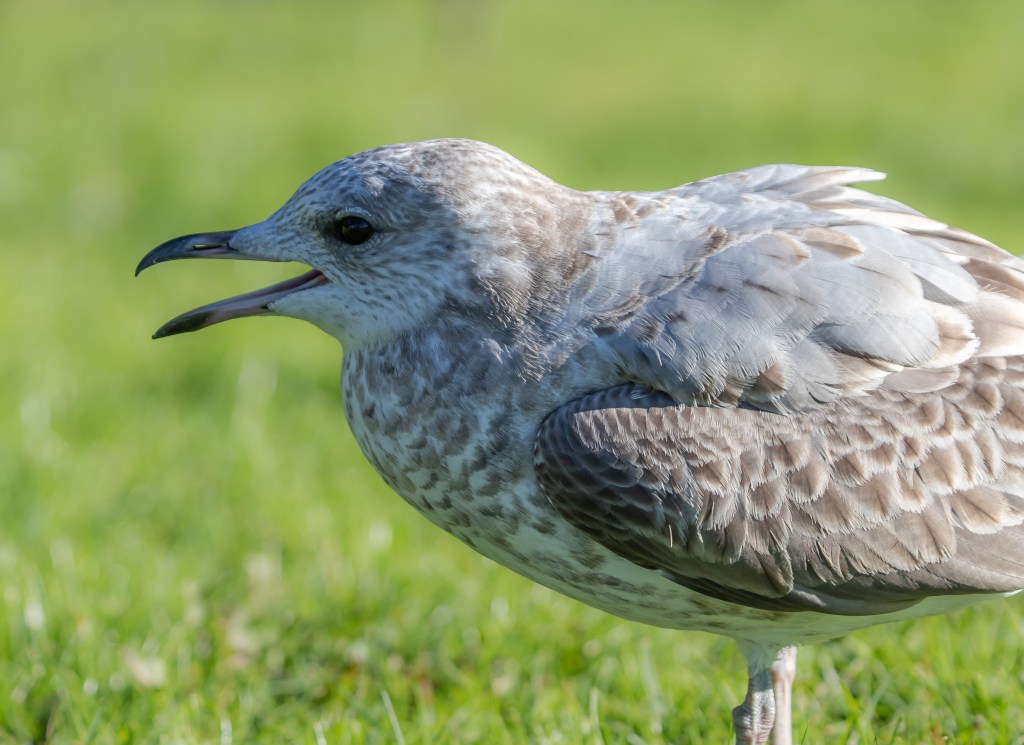 Seagull - Fiskemåke
