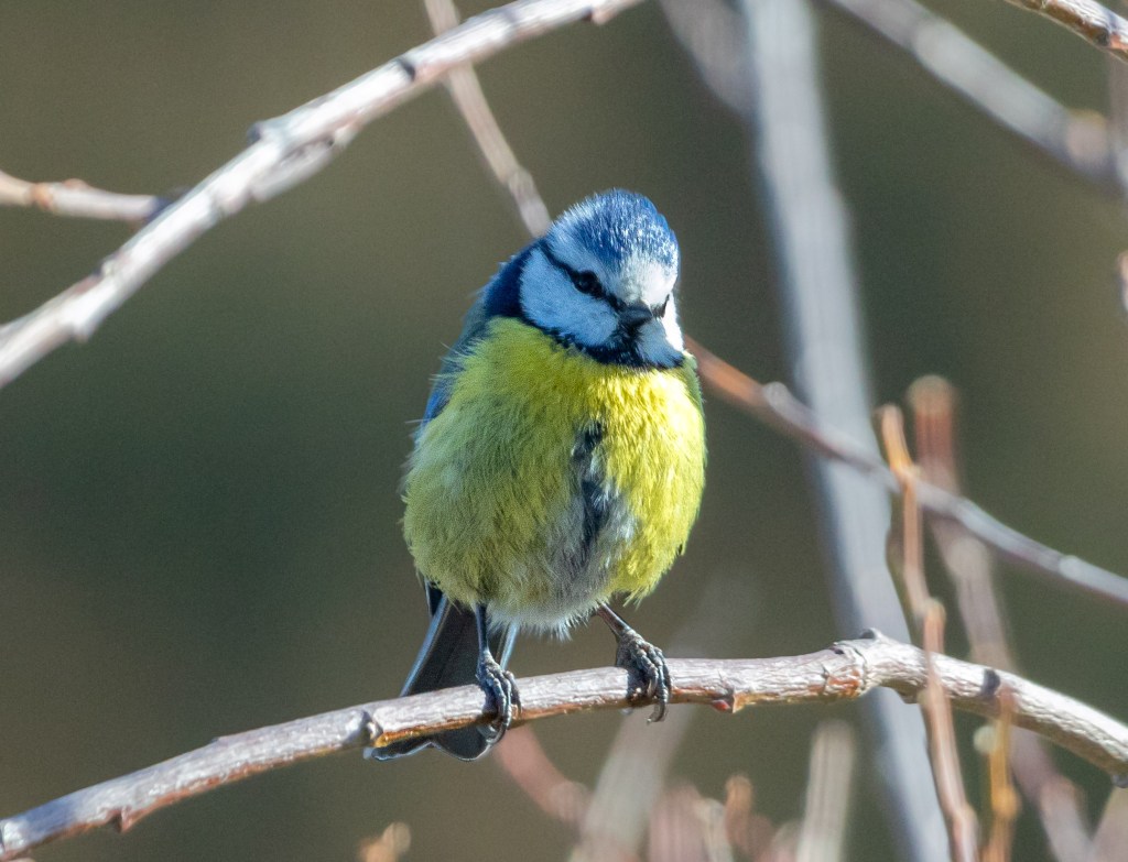 Blue tit - blåmeis