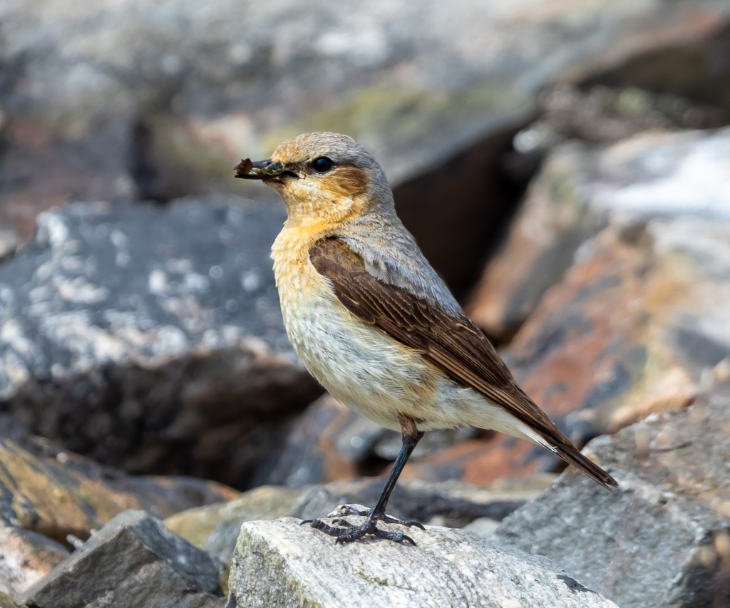 Nothern Wheater - Steinskvett