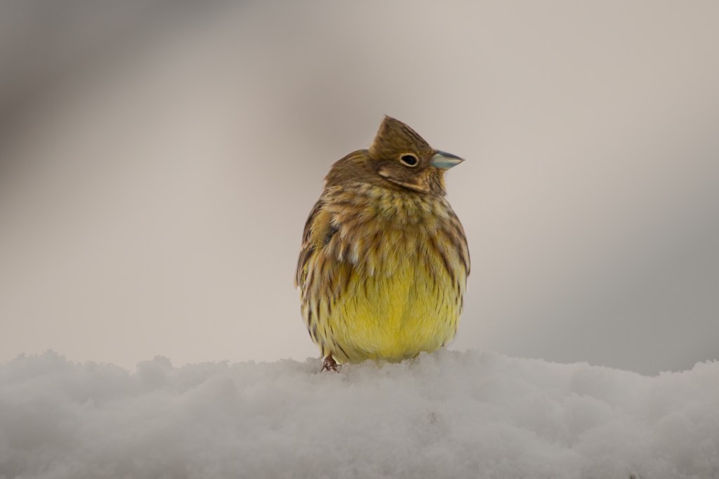 Yellowhammer - gulspurv