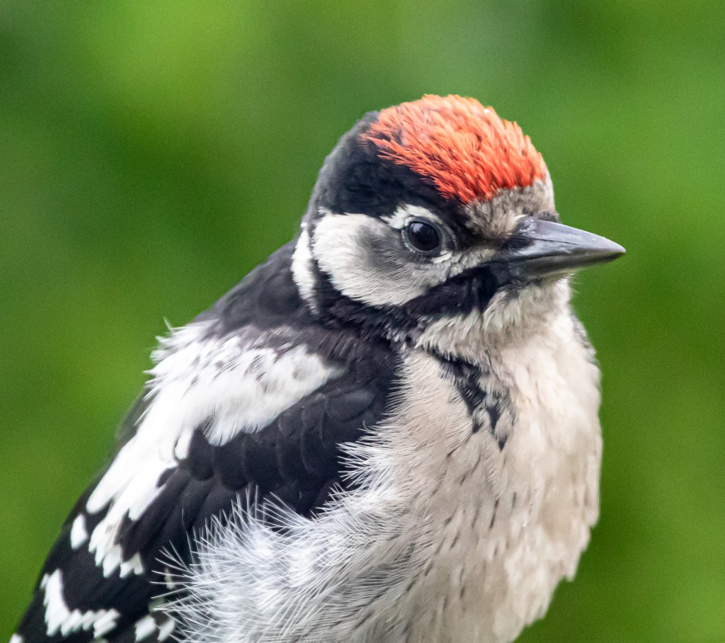 Woodpecker - Flaggspett