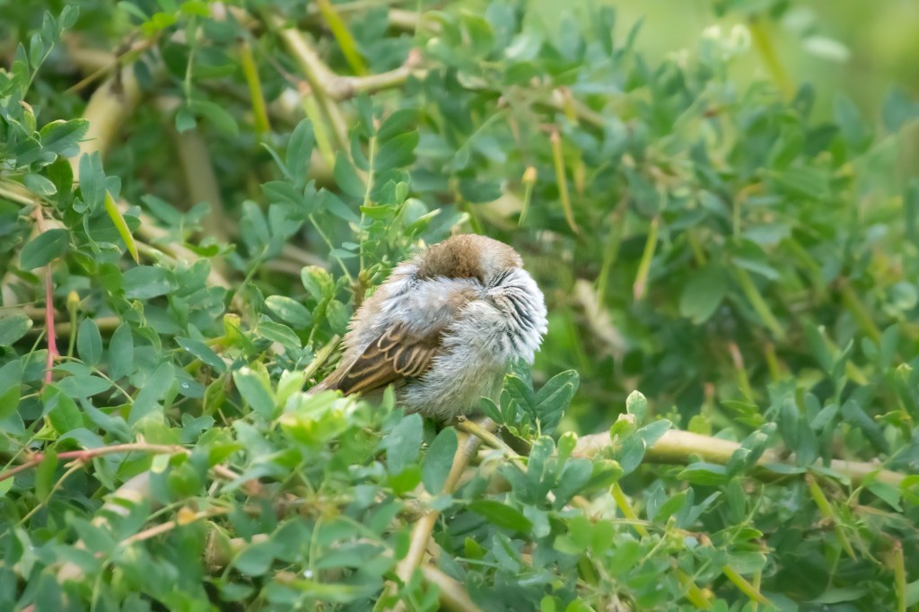 House parrow - gråspurv