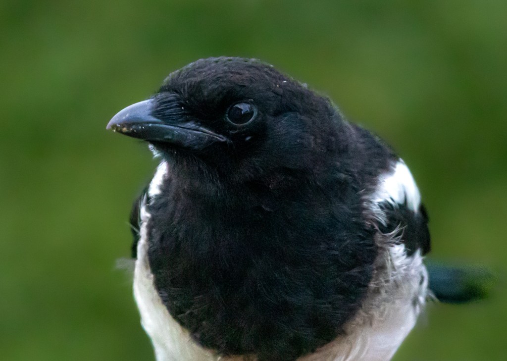 Magpie - Skjære